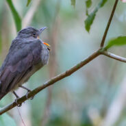 One of “The Loudest Bird Calls In Nature” Captured On Video By San Diego Zoo