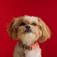 Fostering dogs with behavior concerns