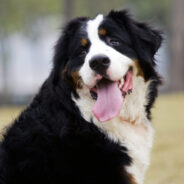 Gazing Behavior of Dogs