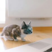 Kitten season is here! And so are the Camp Maddie: Kitten Edition recordings