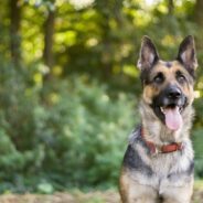 Maddie’s Weekly Roundup: Foster 50, rural community survey and more!