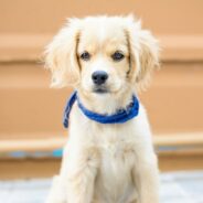 Maddie’s Weekly Roundup: Socializing puppies, pet-friendly housing and more!