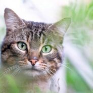 May 2025 Giveaway: Everyday leadership in animal well-being