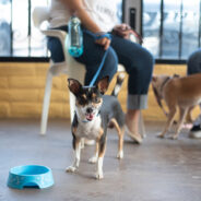 Smarter Rehoming Solutions