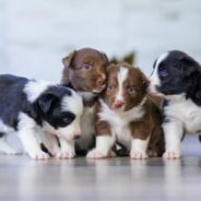 The ins and outs of socializing puppies