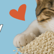 9 Reasons (and Counting) Tofu Litter Is the Future of Cat Care!