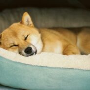 Maddie’s 30th anniversary Hero Awards provide $300K in grants, #ThanksToMaddie