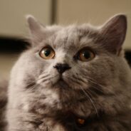 Maddie’s Weekly Roundup: Calm canines for the Fourth of July, Community Conversations and more!