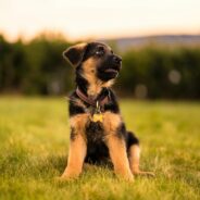 Maddie’s Weekly Roundup: CARE’s REDI course, Hero Awards and more!