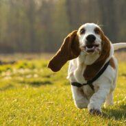 Maddie’s Weekly Roundup: Maddie’s Fund is hiring, increase your own well-being and more!