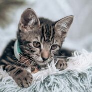 Maddie’s Weekly Roundup: Share your kitten stories, creating a marketing strategy plan and more!