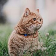 Take CARE’s Racial Equity, Diversity and Inclusion (REDI) course for just $19