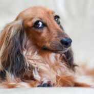 Maddie’s Weekly Roundup: Fall Instructor-Led Courses, foster recruitment and more!