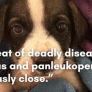 Protecting Puppies and Kittens Starts with Proper Shelter Training