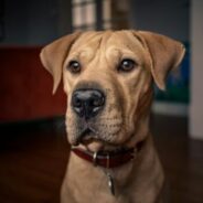 Webcast: Accomplishing the goal of successful outcomes