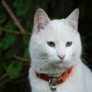 Weekly Community Conversations are back on August 4!