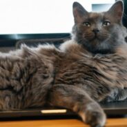 Weigh in on these hot Maddie’s Pet Forum posts!