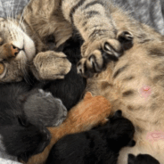 An Urgent Message from Dr. Jefferson: Austin, We Need You to Speak Up for Pregnant Cats and Dogs in Our Shelters – TODAY