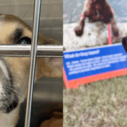 Break-In at APA!’s Town Lake Animal Center Leads to Dog Injuries, a Beloved Dog’s Death, and a Search for Missing Pets