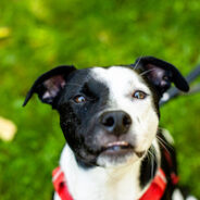 Join us to discuss the impacts of adoption discrimination on the next Maddie’s Insights