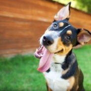 Learn the fundamentals of canine communication and safe dog handling