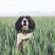 Maddie’s Weekly Roundup: Foster-friendly website, 30th anniversary giveaway and more!