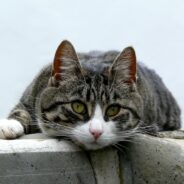 Maddie’s Weekly Roundup: Last chance Fall Instructor-Led Courses, Shelter Animals Count report and more!