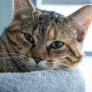 Maddie’s Weekly Roundup: The return of Community Conversations, Fall Instructor-Led Courses and more!