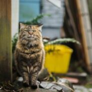 Shelter Animals Count releases 2025 mid-year report