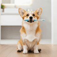 Dental Issues Steal Years from Your Dog’s Life