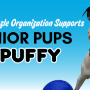 Grey Muzzle Award Announcement 2025 – Puffy