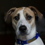 Maddie’s Weekly Roundup: Cat Superhighway course, webcasts and more!