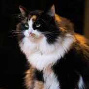 Maddie’s Weekly Roundup: Custom development portals, webcasts and more!