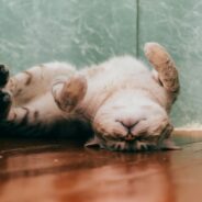 Maddie’s Weekly Roundup: Programs for neonatal kittens, addressing gaps in veterinary care and more!