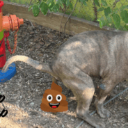 Why Should You Scoop the Poop?