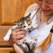 Your roadmap to get every cat to where they need to go