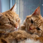 Find your perfect fit: Choose your Learning Path on Maddie’s University