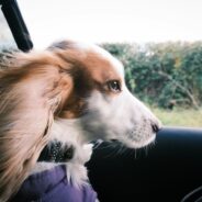 How Field Officers are addressing pet transport barriers directly in the community