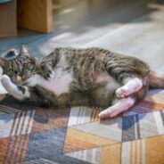 Maddie’s Weekly Roundup: Learning Paths, transport barriers and more!