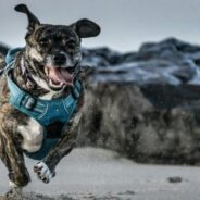 Maddie’s Weekly Roundup: October webcasts, new webcast series and more!