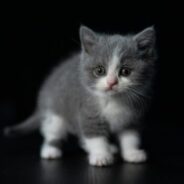 Maddie’s Weekly Roundup: Understanding tribal sovereignty, Maddie’s Tail Wag and more!