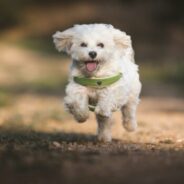 Maddie’s Weekly Roundup: Using social media for foster placements, anxiety medications for shelter pets and more!