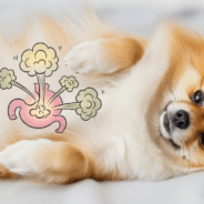Simple Solutions for Mild Digestive Issues in Dogs