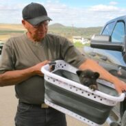 Understanding tribal sovereignty and jurisdiction for animal welfare professionals