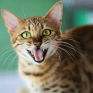 Learn all about the Animal Welfare Assessment Grid