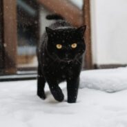 Learn how to bridge your animal organization’s services and strengthen your community 