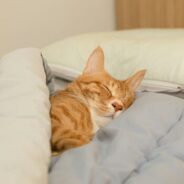 Maddie’s Weekly Roundup: End-of-year fundraising, Animal Welfare Assessment Grid and more!