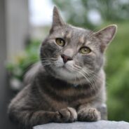 Maddie’s Weekly Roundup: Holiday fostering, understanding tribal sovereignty and more!