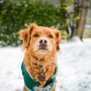 Spark your end-of-year fundraising: Inspiration from Maddie’s Pet Forum 