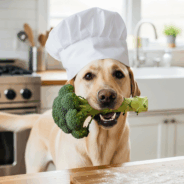 The Benefits of High-Quality, Whole Food Diets for Your Dog
